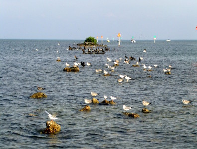 [Lots of birds standing on small rocks in the bay.]